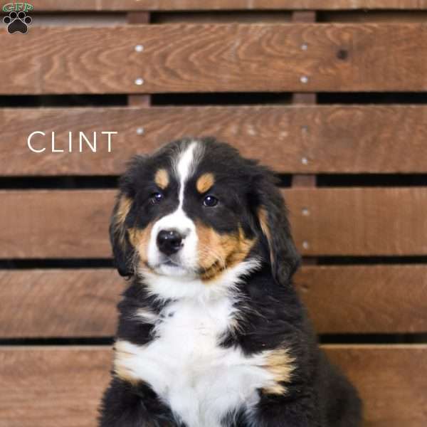 Clint, Bernese Mountain Dog Puppy